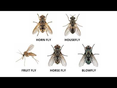 Every dangerous FLY type that spreads disease to dogs explained in X minutes