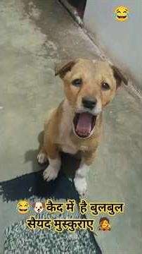 😂🐶बच्चे को रूम में कैद करना थोड़ा मुश्किल ही होता है चाहे पशु के हो या इंसान के स्वभाव एक ही है🧑‍🎤😂