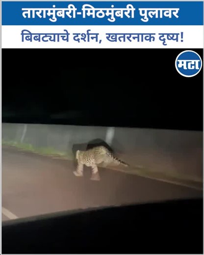 VIDEO : तारामुंबरी–मिठमुंबरी पुलावर बिबट्याचे दर्शन; वाहनचालकांमध्ये भीतीचं वातावरण. | Maharashtra Times