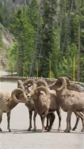 So Unusual! A Herd Of Bighorn Sheep On The Beartooth Highway Outside Yellowstone's Northeast Exit