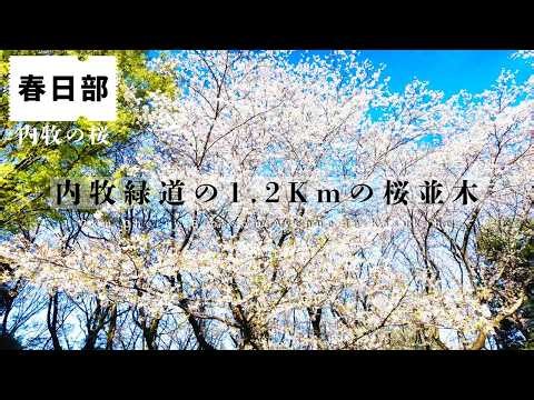 【春日部🌸内牧の桜】雨後の絶景☔1.2km桜並木とトンネル🌸360度のお花見広場・野鳥の楽園｜内牧公園〜内牧黒沼緑道 花見スポット ソメイヨシノ（4月3日） kasukabe japan
