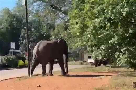 Only in Zimbabwe 🇿🇼 especially in Victoria Falls, Kariba, and Chirundu Border Post where animals live with freedom of movement, protected day and night by our parks and government authorities. At Chirundu Border Post, it’s normal to see baboons, monkeys, and other wildlife moving freely as they search for food. This is the spirit we want to see spread across Zimbabwe, and we are already seeing signs of it in Bulawayo. We encourage Zimbabweans to respect wildlife and stop disturbing animals in 