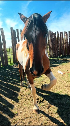 Chavez’s Journey from Ex-Bucker to Saddle Horse: Full Story