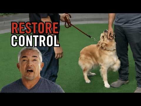 You’re Walking Your Dog Wrong… Here’s Why 😳 | Cesar 911
