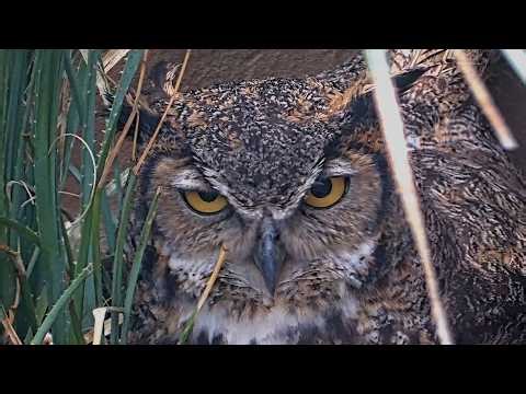 A Close-Up Look At Athena's Stare On The Great Horned Owl Cam | April 2, 2026