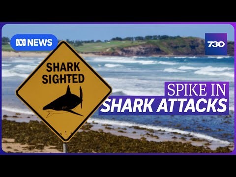 Four shark attacks in 48 hours have left NSW in shock | 7.30