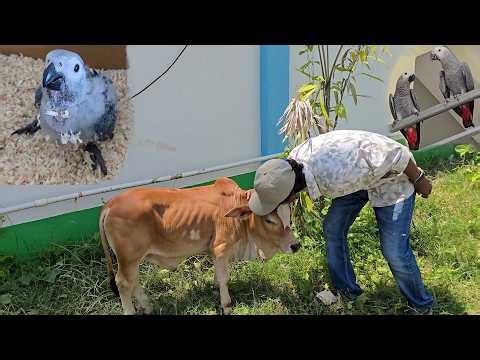 A Beautiful Name For A New Cow At Parrot Dipankar's New Farm.