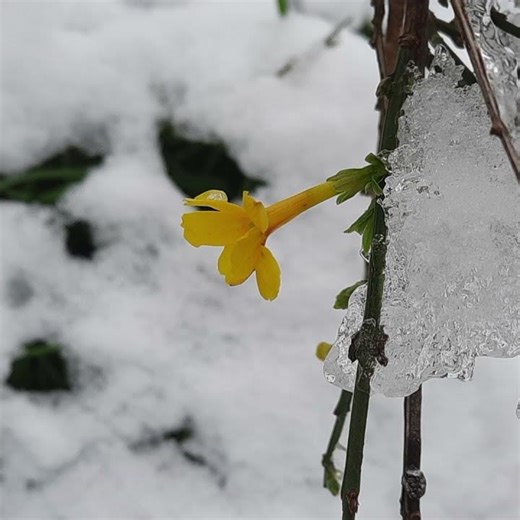 Fleurit durant l’hiver ! 🙂