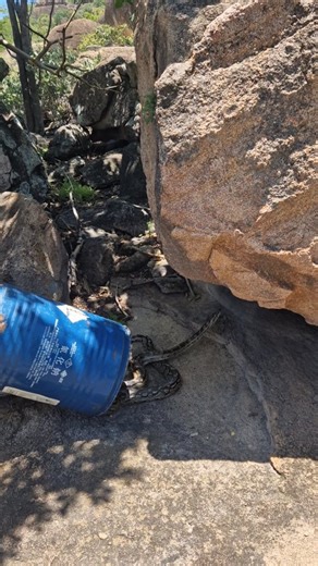 At Chipangali Wildlife Orphanage, rescue is only the beginning. For many snakes, an encounter with humans ends in fear and tragedy. This python was one of the lucky ones. After receiving the call, our team responded, rescued it safely, and released it far from human settlement — back where it belongs. Conservation isn’t just about caring for animals behind the scenes — it’s about protecting wildlife in the wild. Every rescue is a reminder that coexistence is possible, and every life matters. 🐍 