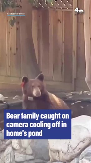 Security cameras captured a mother bear and her two cubs cooling off in a freshwater pond outside a Sierra Madre, California, home. The homeowner says the bears visit nearly every day as temperatures remain high. #animals #viral