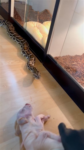 Imagine Being Wrapped By A 10 Foot Burmese Python During Feeding! 🤯🐍 Burmese Pythons (Python Bivittatus) Are Large, Nonvenomous Snakes From Southeast Asia Known For Their Heavy Bodies And Docile Temperament. They Require Experienced Care In Captivity. 🔥 Enjoyed This Epic Content? Hit Follow Now, Comment Your Thoughts And Don’t Miss The Next Mind-Blowing Post From TheBlackIvoryX! Your Engagement Helps Us Grow And Inspire More Every Day! 🚀✨ #reelsfypシ #burmesepython #reptilelover #animal #Boa 