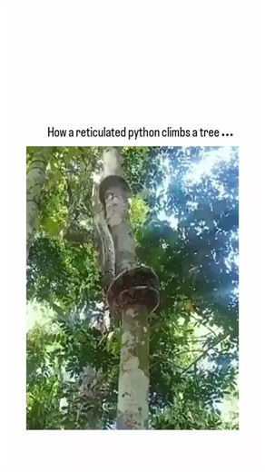 This is how python climb a tree