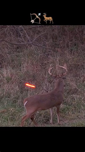Close range perfect shot with BOW And Arrow #bowhunting