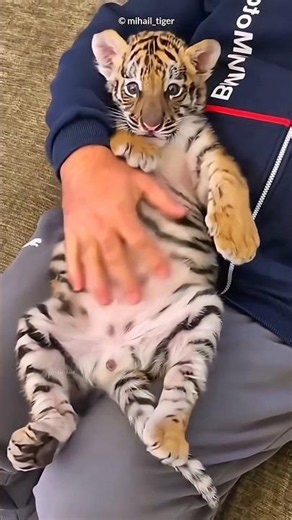 The Incredible Story of a Lost Tiger Cub and a Loyal Dog! 🐶🐯