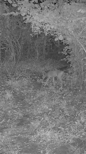 🦌 Hidden Life in the Forest at Night | Roe Deer #wildlife #nature #deer #roedeer #deepforest