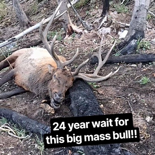 Big mass bull killed by my dad after waiting 24 years! #outdoors #elk #bullelk #elkhunting #hunting
