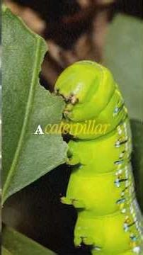 The metaphor of the butterfly