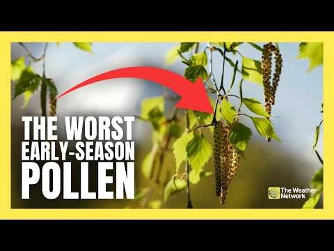 This Pollen is About to Arrive in Canada and its One of the Worst Seasonal Allergens