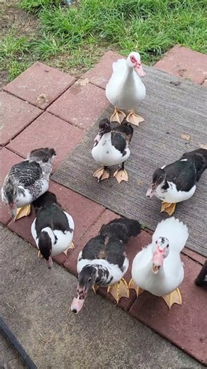 Dinner time! The breakfast club coming back for more! #ducklings #nomnoms ##growing #ducktales
