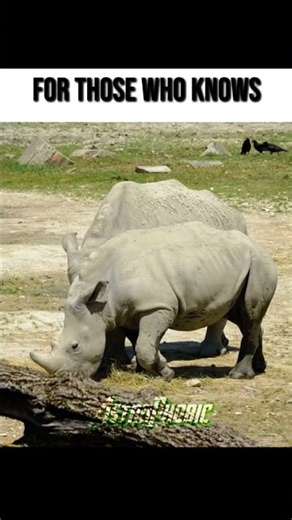 Animals that are going extinct