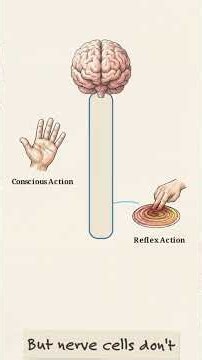 How Neurone control every move #science #sciencefacts #neuroscience #stimulus #biology #bodybuilding