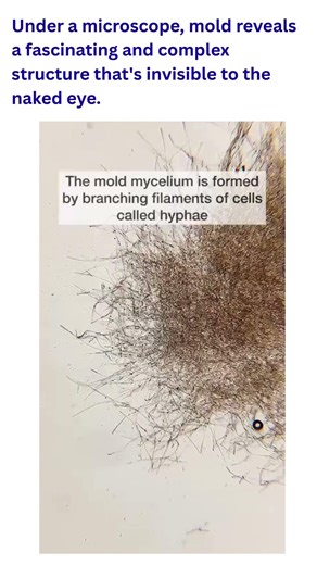 What Mold REALLY Looks Like Under a Microscope 🤯🔬 | Easy Science Lessons