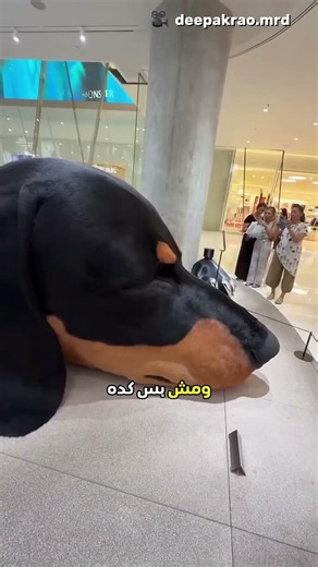 وضع المالك كلبا كبيرا لحراسة المول!