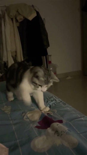 Picked a fight with the cat on the bedsheet like it was a real rival 😹🐱🛏️#CatLogic #FunnyPets