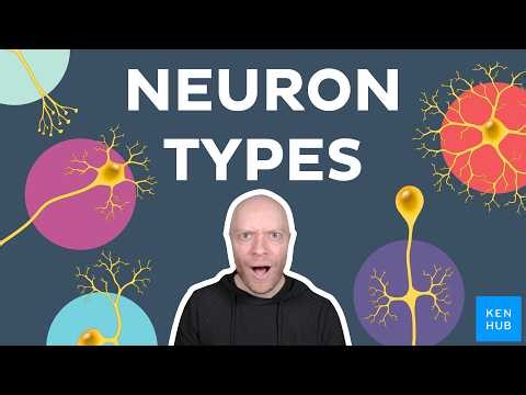 Types of neurons: Anatomy and function