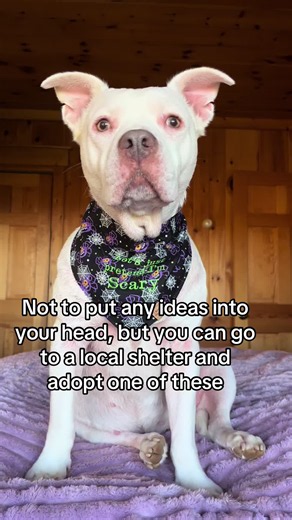 October is National Pitbull Awareness Month, and there are thousands of bully breeds in shelters and foster care around the country looking for a forever home. Gina is a rescue herself. Adopt a dog and save a life #petsoftiktok #dogsoftiktok #pittiesoftiktok #pitbullsoftiktok #pitbull