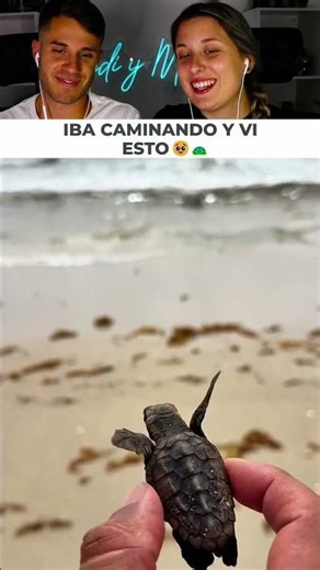 Rescaté a esta tortuguita bebé desorientada para ayudarla a llegar a salvo
