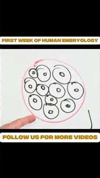 First Week of Human Embryology Explained! 👶🔬