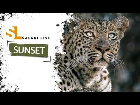 Day in the life of a white lion - SafariLIVE Sunset - 03 May 2026