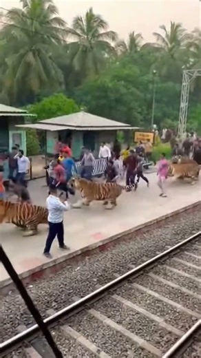 Tiger attacks on Railway station 🚉