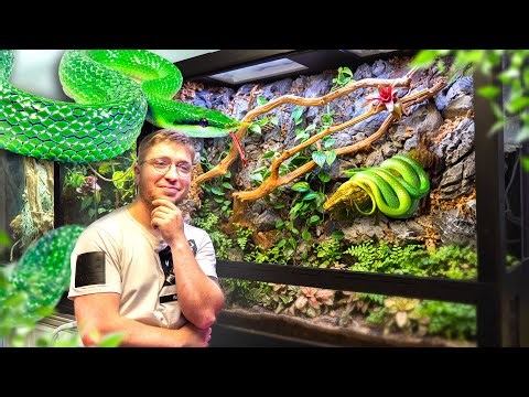 Terrarium XXL, on à fait un décor incroyable (serpent, crabe, poisson) (Partie 1)
