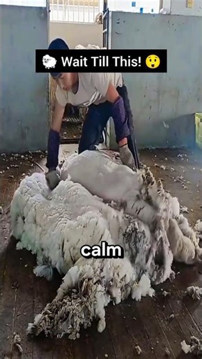 INSANE Sheep Transformation 🐑✂️ Satisfying Wool Removal You Can’t Stop Watching! #shorts #animals