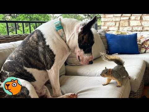 Squirrel Visits The Same Dog Friend Every Day | Cuddle Buddies