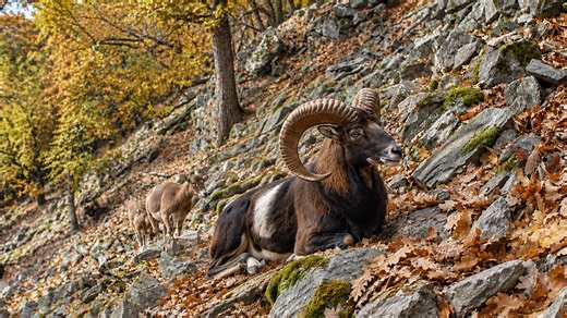 Camera Trap Captures a Powerful Ram Resting on a Rocky Forest Slope