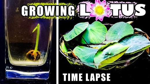 Watch a lotus grow: 50 days time-lapse from seed to lush plant