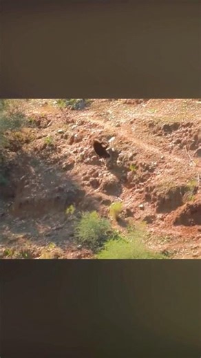 THE BOAR CHARGED! 🐗 Dangerous Close Call While Hunting!#Hunting #CloseCall