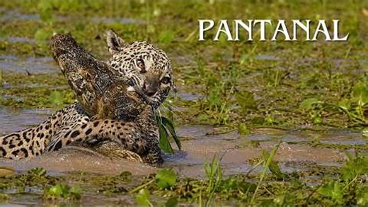 PANTANAL WETLANDS | Surviving With The Most Dangerous Brutal Predators | Animal Documentary