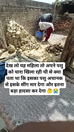 देख लो यह महिला तो अपने पशु को चारा खिला रही थी से क्या पता था कि इसका पशु अचानक से इसके सींग मार