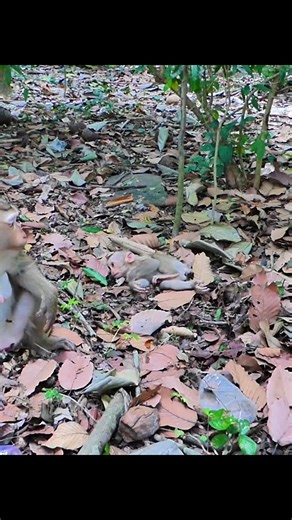 Lynx the Baby Monkey and His Mom Luna