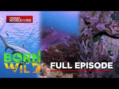 Two Rare Sharks and the Breathing Forest | Born To Be Wild (Full Episode)