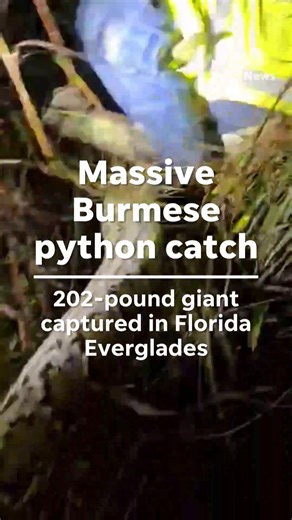 Carl Jackson had a Burmese python encounter like few others on Jan. 13. When he finally contained the invasive snake, he had a near-record catch. Read more: https://www.naplesnews.com/story/news/local/2026/01/26/burmese-python-florida-invasive-snake-hunt-everglades-video/88358825007/?utm_campaign=trueanthem&utm_medium=social&utm_source=facebook | Naples Daily News