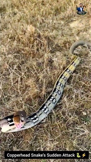 Copperhead Snake’s Sudden Attack 🐍⚡ #snake #wildliferescue #wildlifeentertainment #wildlife