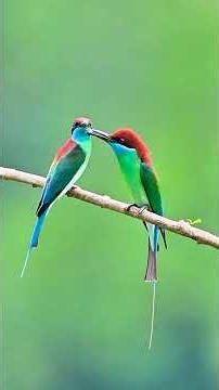Hoopoe Bird Song | Peaceful Nature Sounds in the