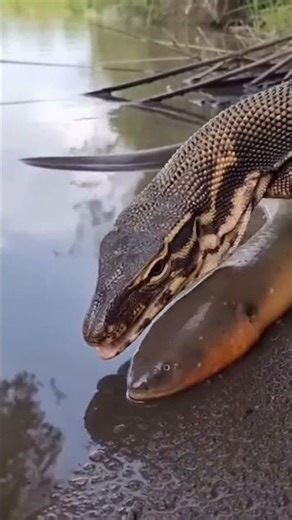 Lizard vs Eel vs Python — Who Eats the Biggest? 😱 #shorts