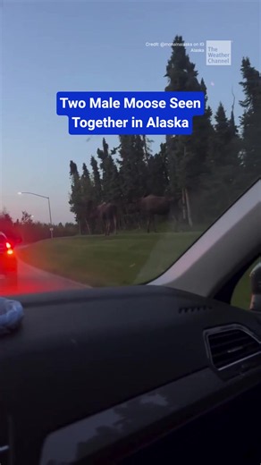 A routine commute turned into an extraordinary wildlife sighting when two massive male animals were spotted traveling side-by-side along a local road. Since large males usually travel alone, seeing two stick together like this is a very rare sight.