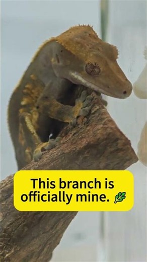 A Better Habitat Starts With Small Details 🦎💚